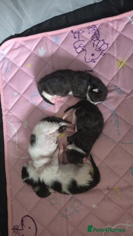 RagaMuffin cats - Advert 3