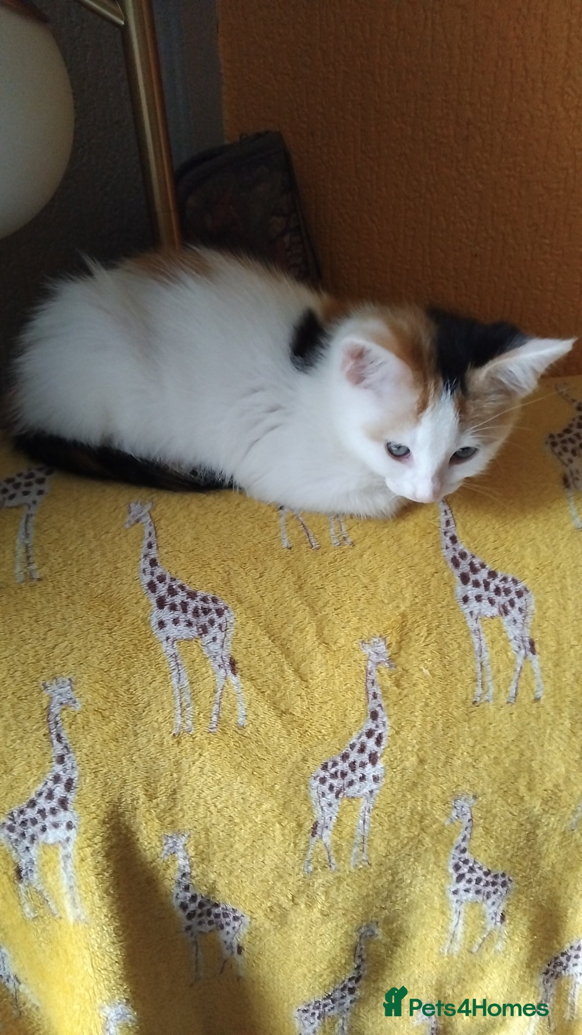 Mixed Breed cats for sale: 2 beautiful kittens in Newport - Advert 2