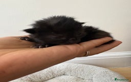 Mixed Breed cats for sale: Seven Tiny Adventures Waiting for Their Families - Advert 24