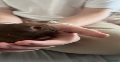 Hamster rodents - Advert 3