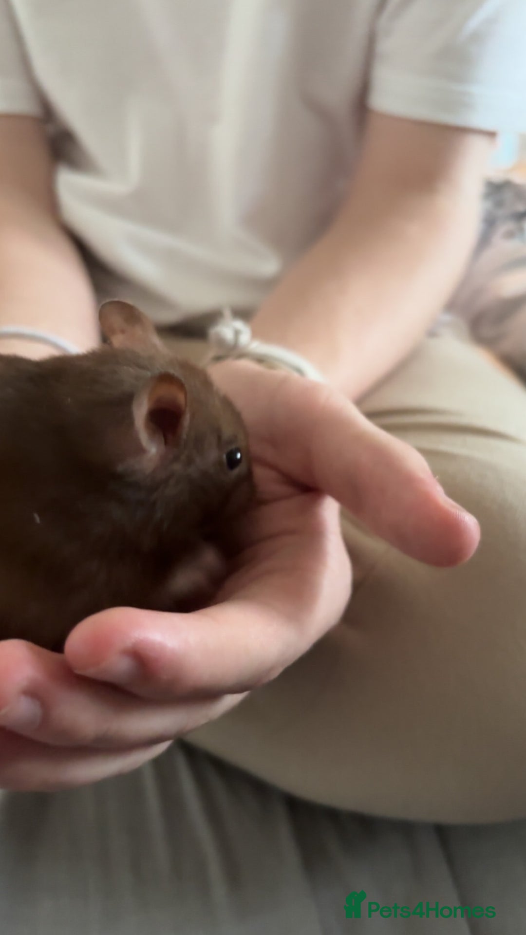 Hamster rodents for sale: Syrian hamster for rehoming  - Image 3