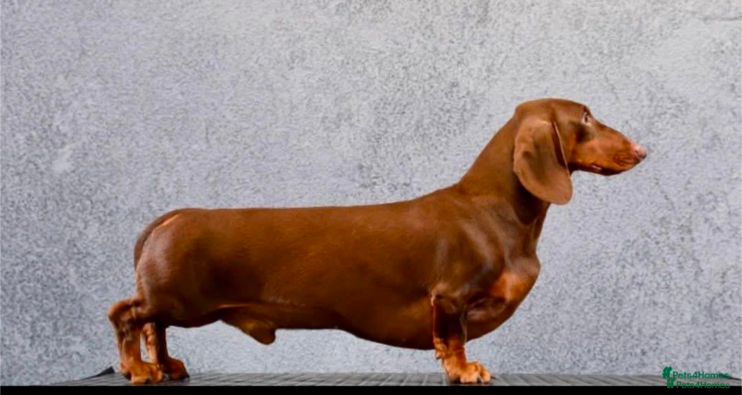 Dachshund dogs for sale: Waiting list now open - Image 5