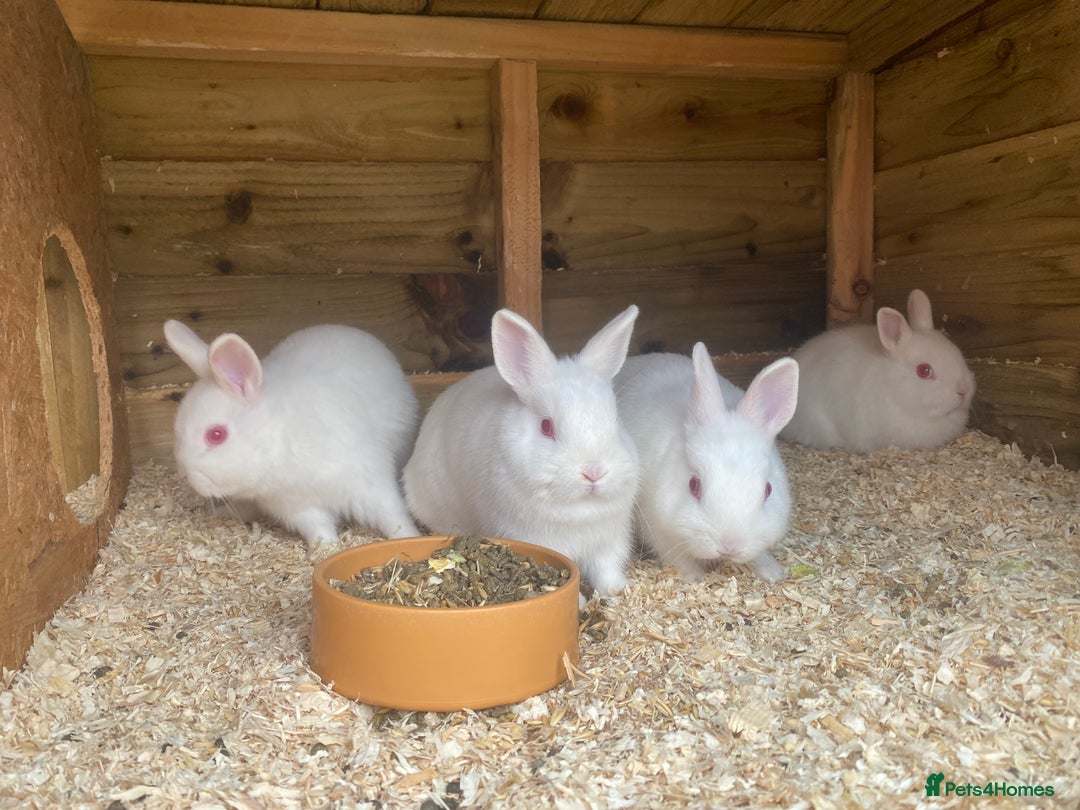 Netherland Dwarf rabbits for sale: netherland 10 weeks old 2 bucks 2 does £40 each - Image 2