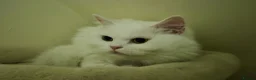 Persian cats for sale: Handsome White Persian Male Cat - Advert 2