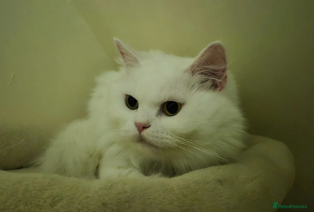 Persian cats for sale: Handsome White Persian Male Cat - Advert 2