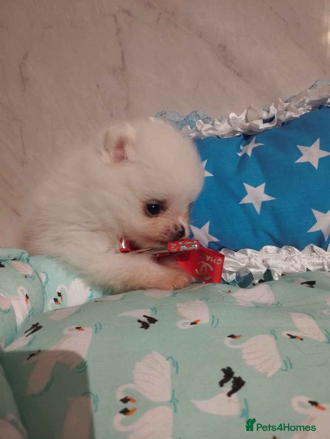 Pomeranian dogs for sale: 💝💝💝High-quality little boys💝💝💝 - Image 12