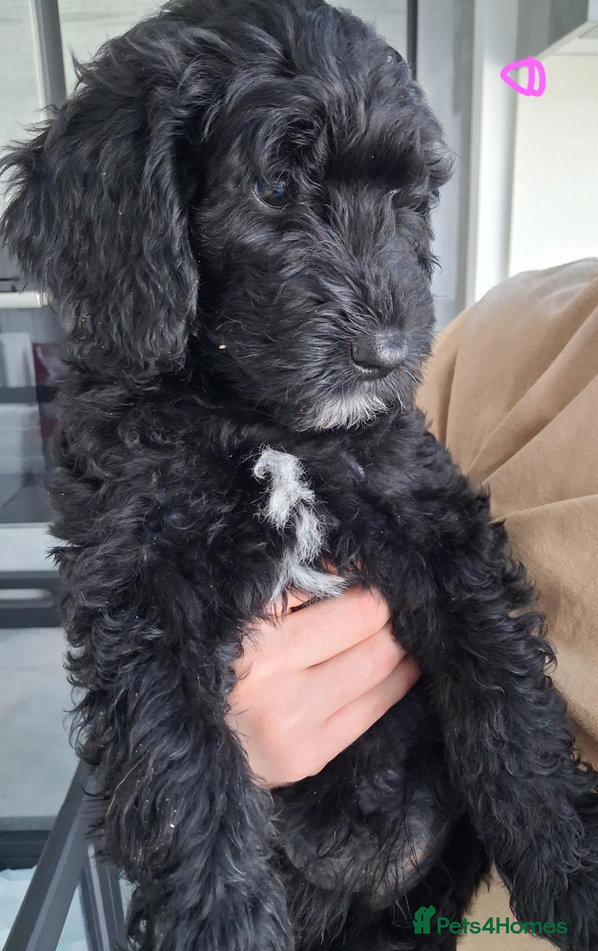 Goldendoodle dogs  Medium Goldendoodle puppies - Advert 2