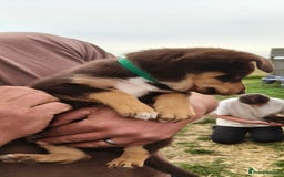 Mixed Breed dogs for sale: Kelpiexcollie puppies - Image 6