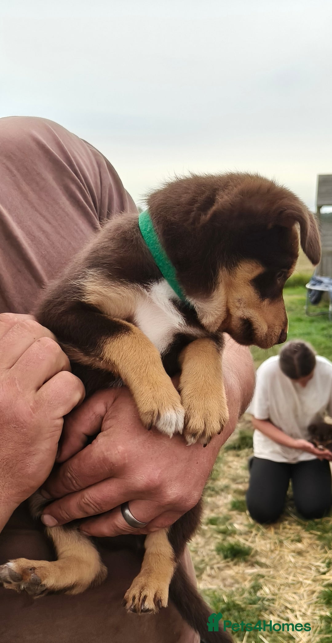 Mixed Breed dogs for sale: Kelpiexcollie puppies - Image 6