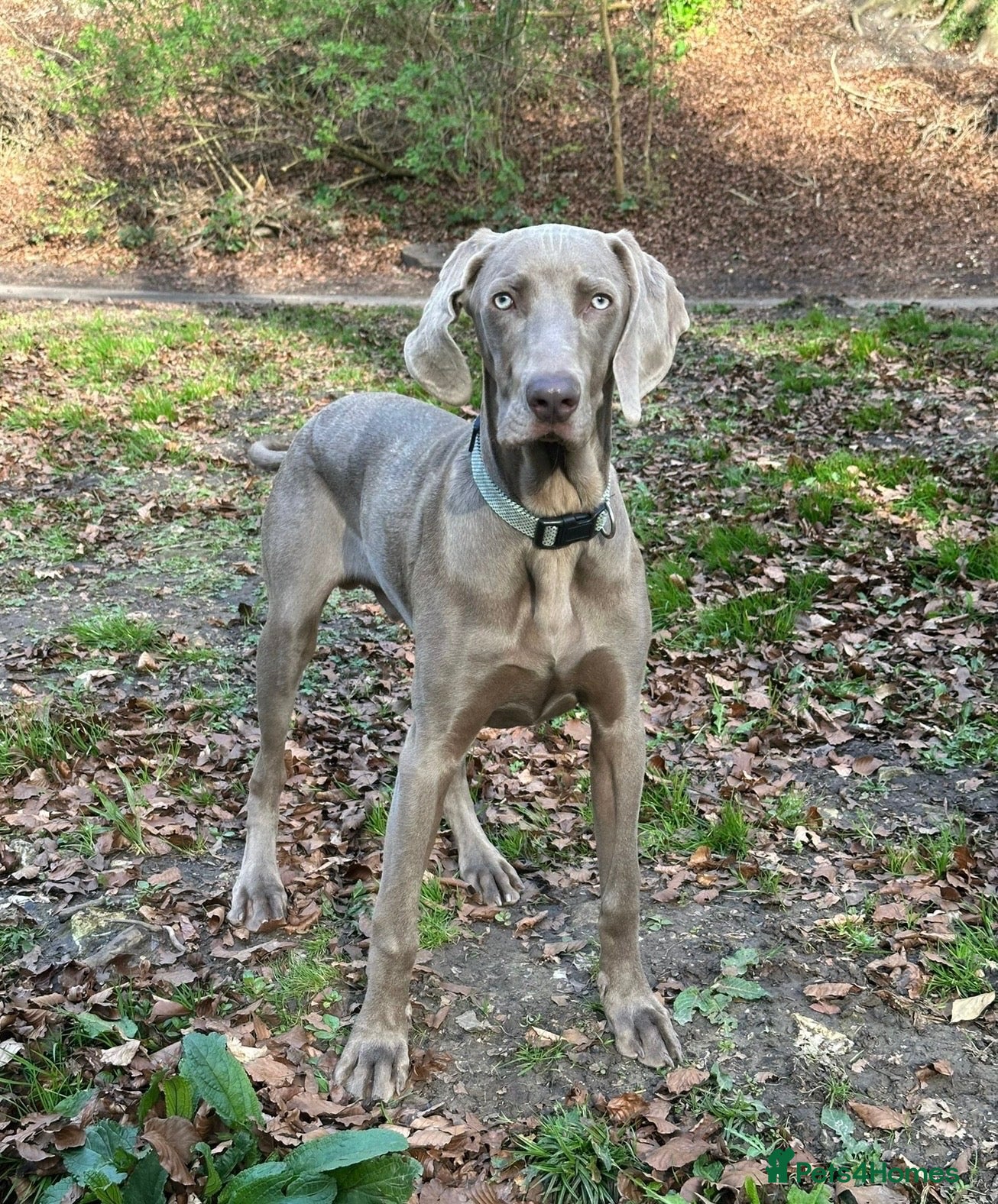 Weimaraner dogs for sale: Weimaraner looking for his forever home - Advert 1