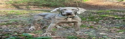 Weimaraner dogs for sale: Weimaraner looking for his forever home in Manchester - Advert 1