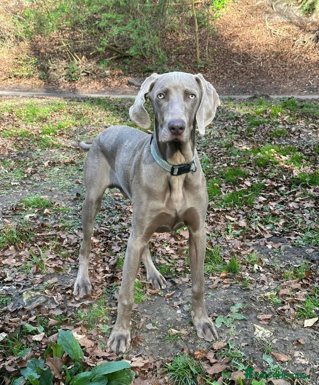 Weimaraner dogs for sale: Weimaraner looking for his forever home in Manchester - Advert 1