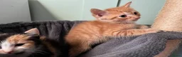 Mixed Breed cats for sale: 3 beautiful kittens  - Advert 28