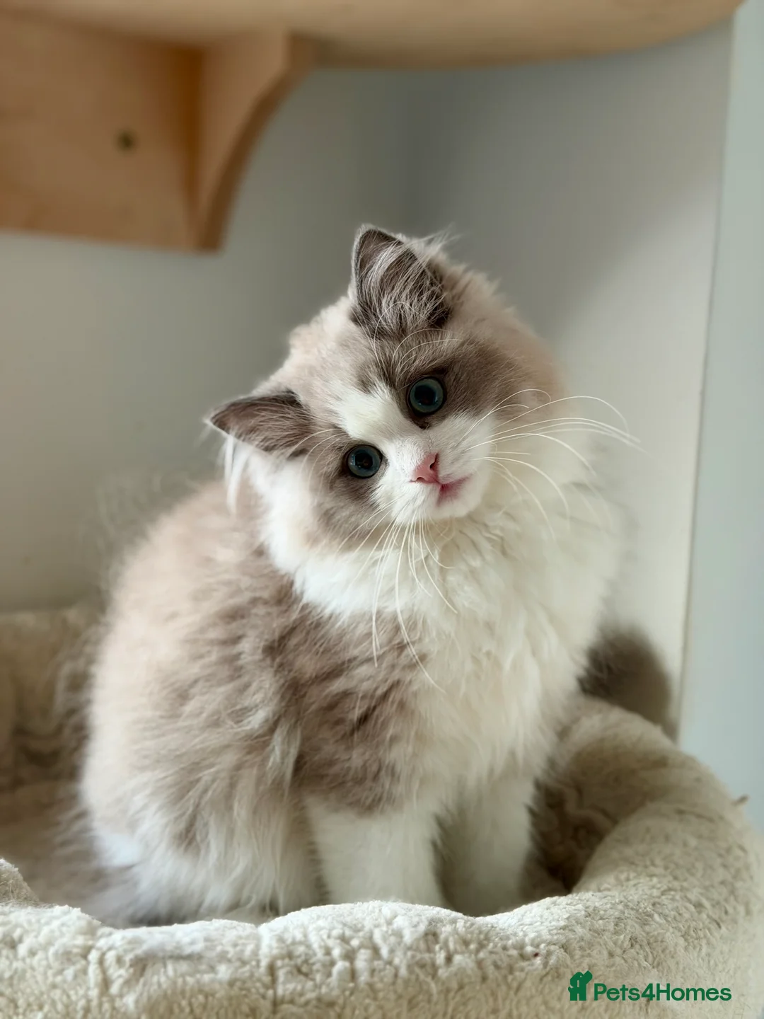 Ragdoll cats for sale: TICA registered cherubim kitten - Advert 3