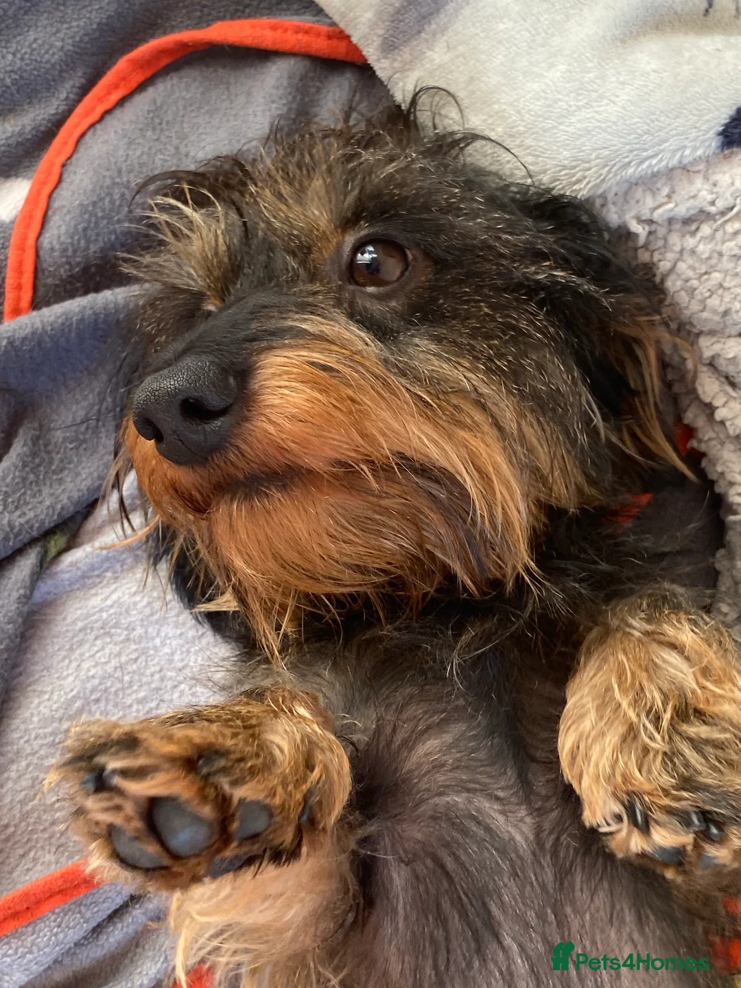 Miniature Dachshund dogs for stud: Miniature Wire Haired Dachshund Stud in Manchester - Advert 11