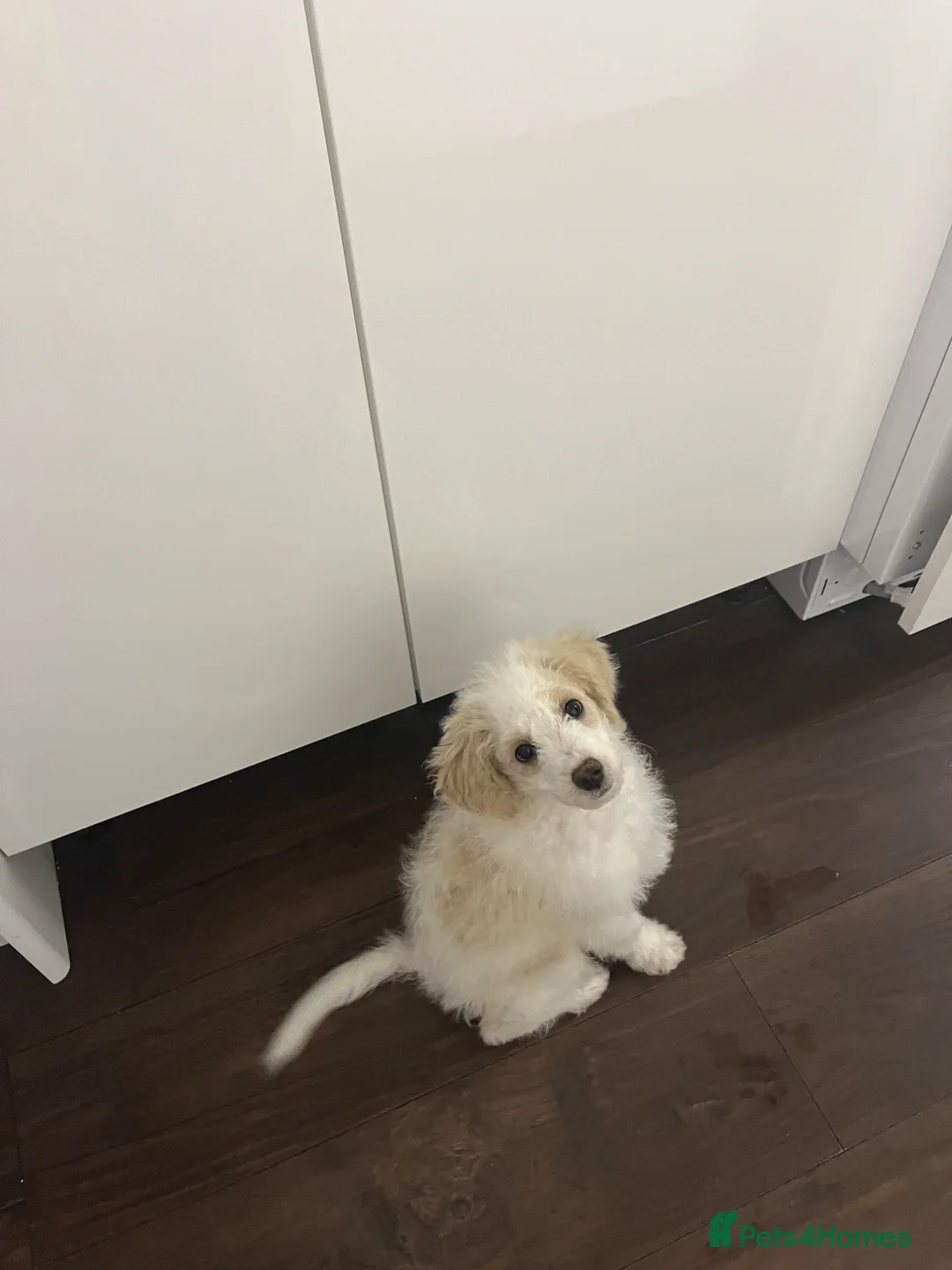 Mixed Breed dogs for sale: Cavapoochon  in Greenford - Advert 1