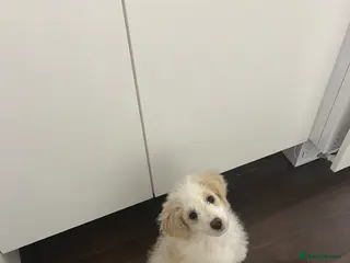 Mixed Breed dogs Cavapoochon - Advert 3