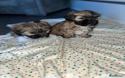 Lhasa Apso dogs for sale: 3 fluffy puppies  - Image 7
