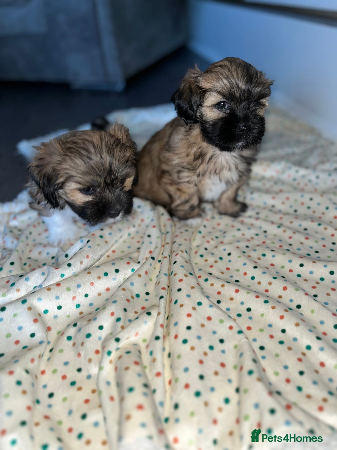 Lhasa Apso dogs for sale: 3 fluffy puppies  - Image 7