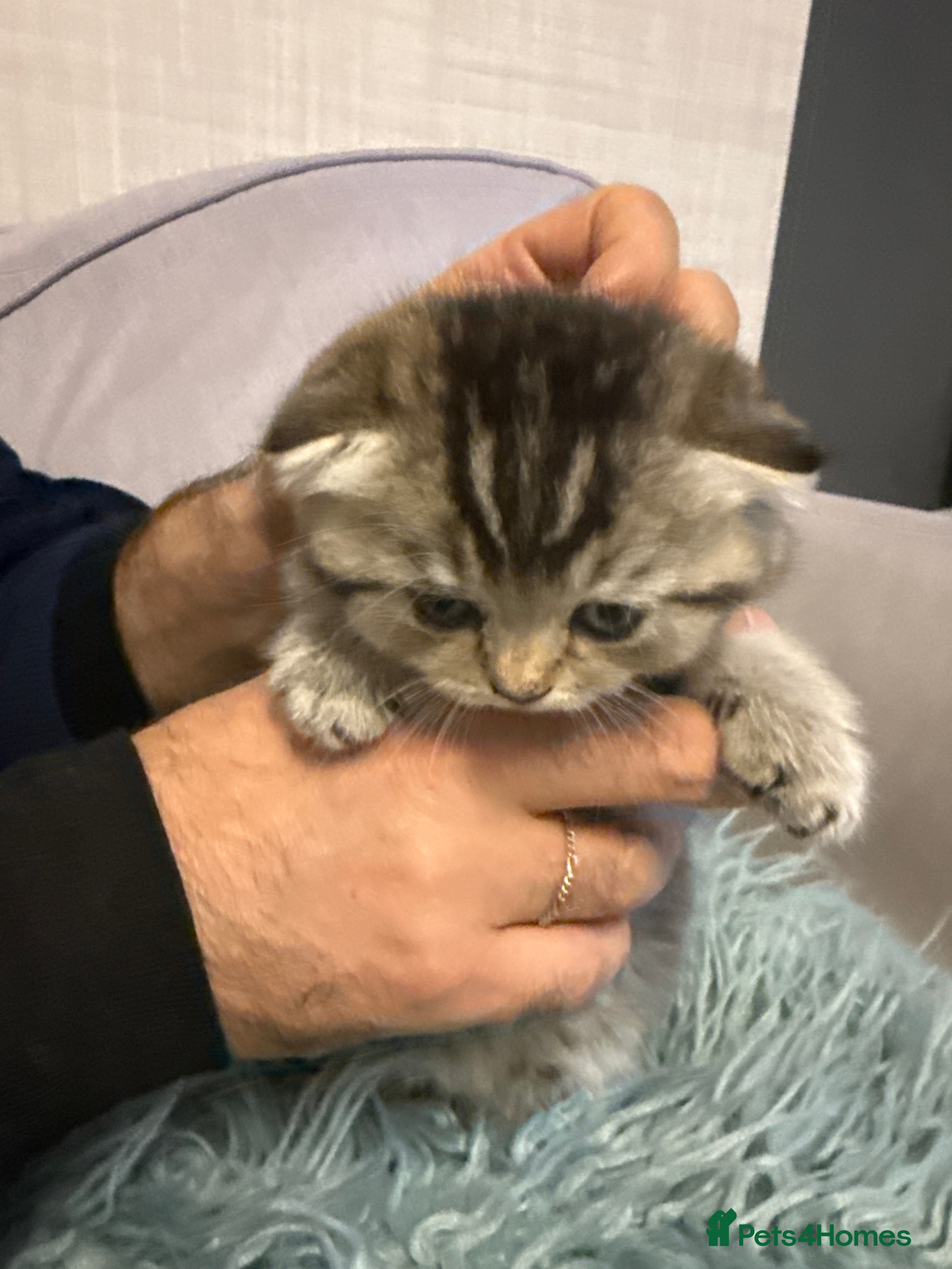 Scottish Fold cats Kitten Scottish fold - Advert 3