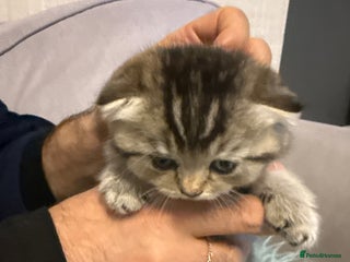 Scottish Fold cats Kitten Scottish fold - Advert 1