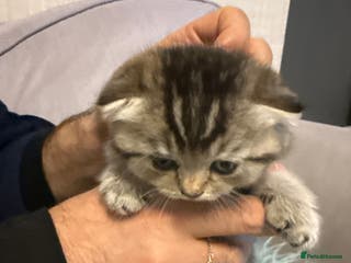 Scottish Fold cats Kitten Scottish fold - Advert 16