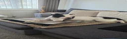 Mixed Breed dogs for sale: Finding a new home for our gorgeous Ruby. in Southampton - Advert 10