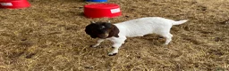 Goats livestock for sale: Boer goat kids - Advert 4