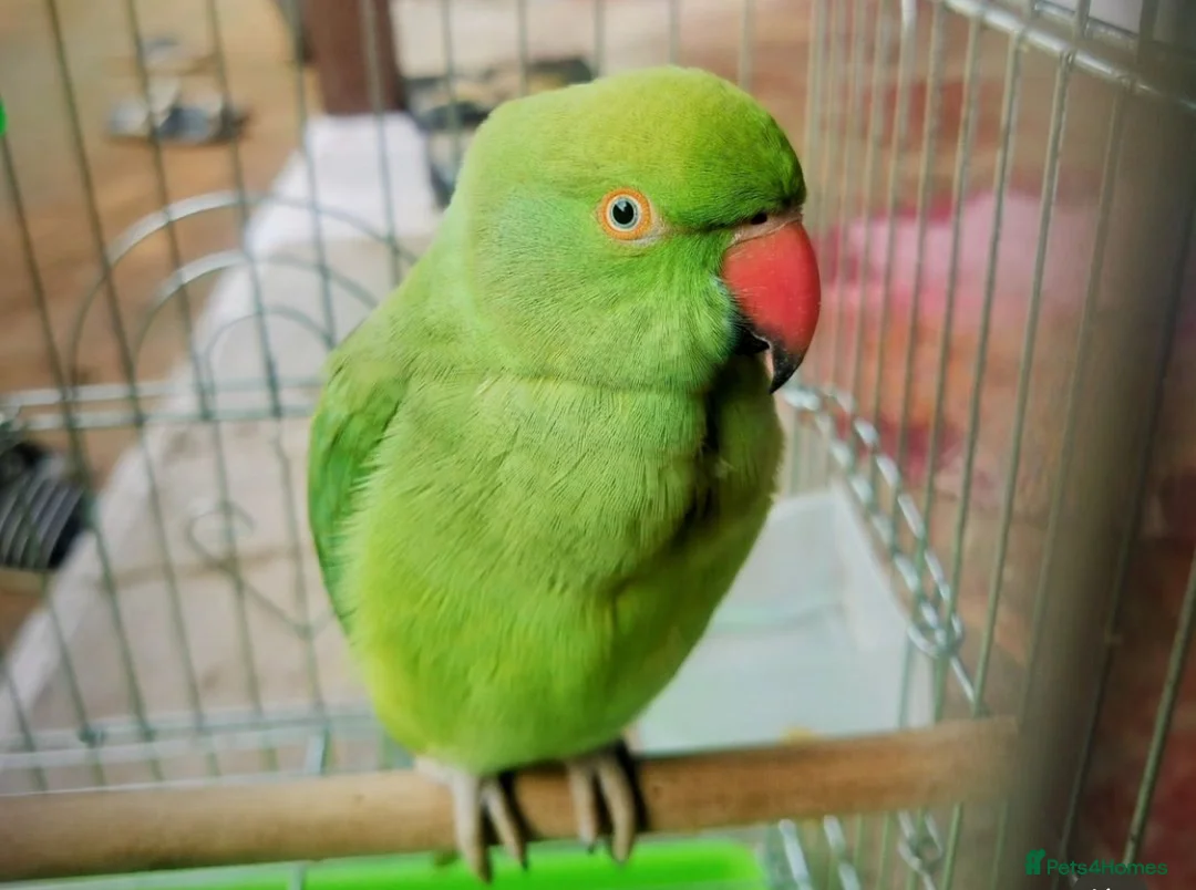 Parrots birds for sale: My baby tamed ring neck talking parrot  in Hayes - Advert 2