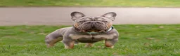 French Bulldog dogs for sale: Ready to go! Top quality French bulldogs  - Advert 21