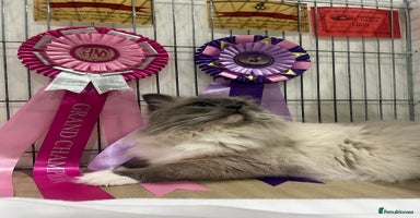 Ragdoll cats - Advert 10