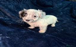 Mixed Breed dogs for sale: 3/4 spaniels 1/4 jack Russel puppy’s 🩷 - Image 25