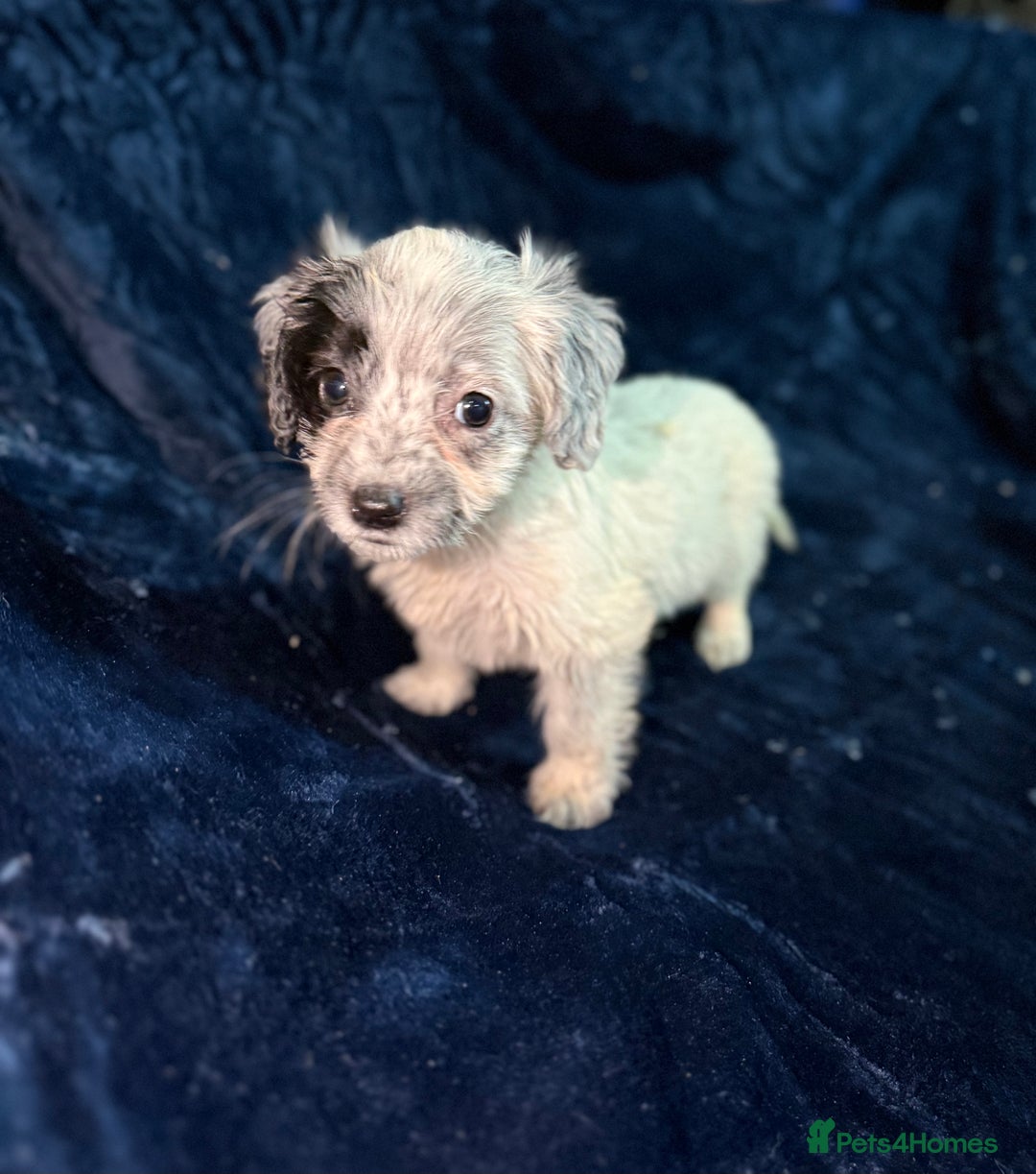 Mixed Breed dogs for sale: 3/4 spaniels 1/4 jack Russel puppy’s 🩷 - Image 25