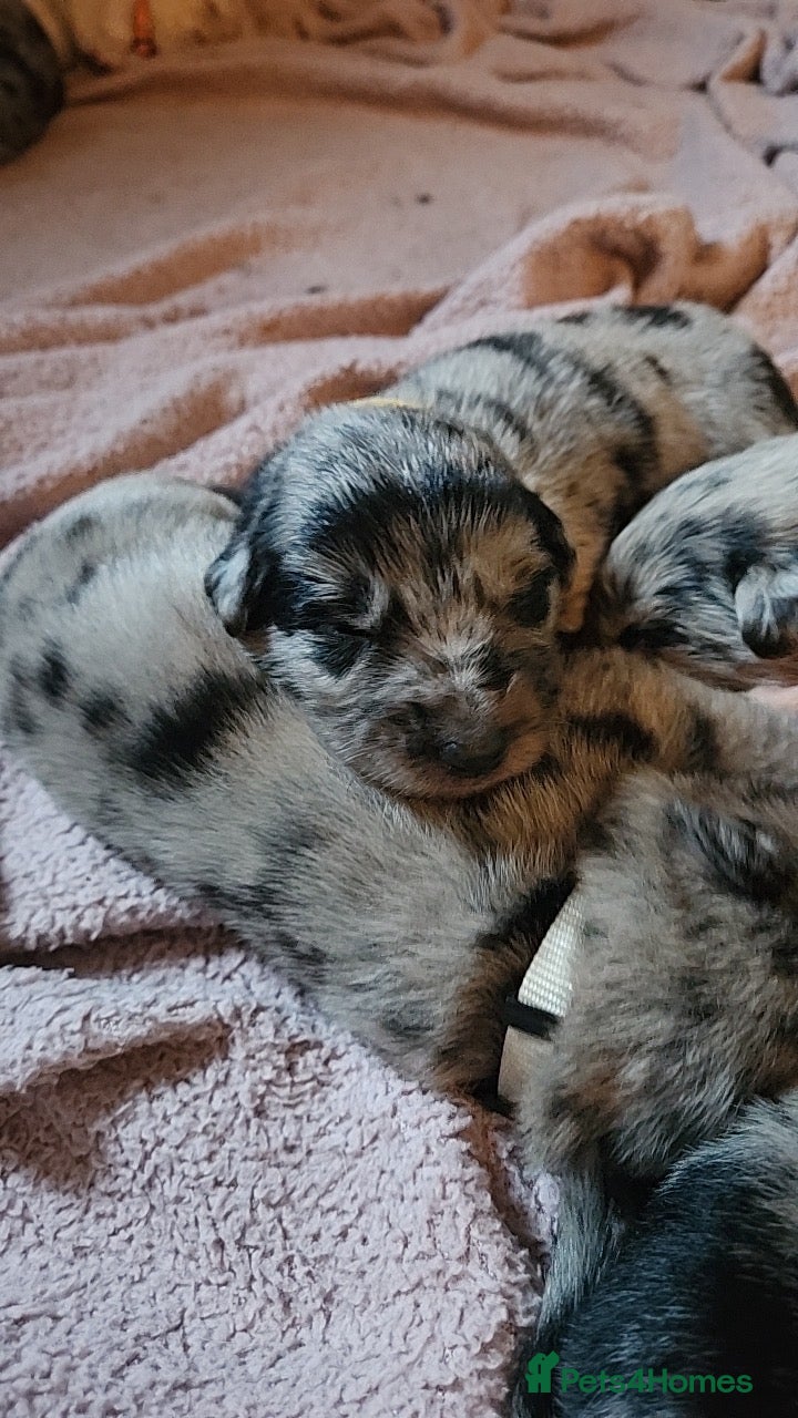 Mixed Breed dogs Collie x Lab Puppies - Advert 3