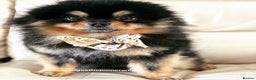 Pomeranian dogs for stud: Top Quality Champion Lines Pomeranian Stud in Ebbw Vale - Advert 14