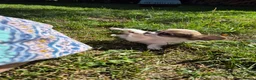 Chihuahua dogs for sale: Stunning Long-Haired Chihuahua Puppies in Guildford - Advert 23