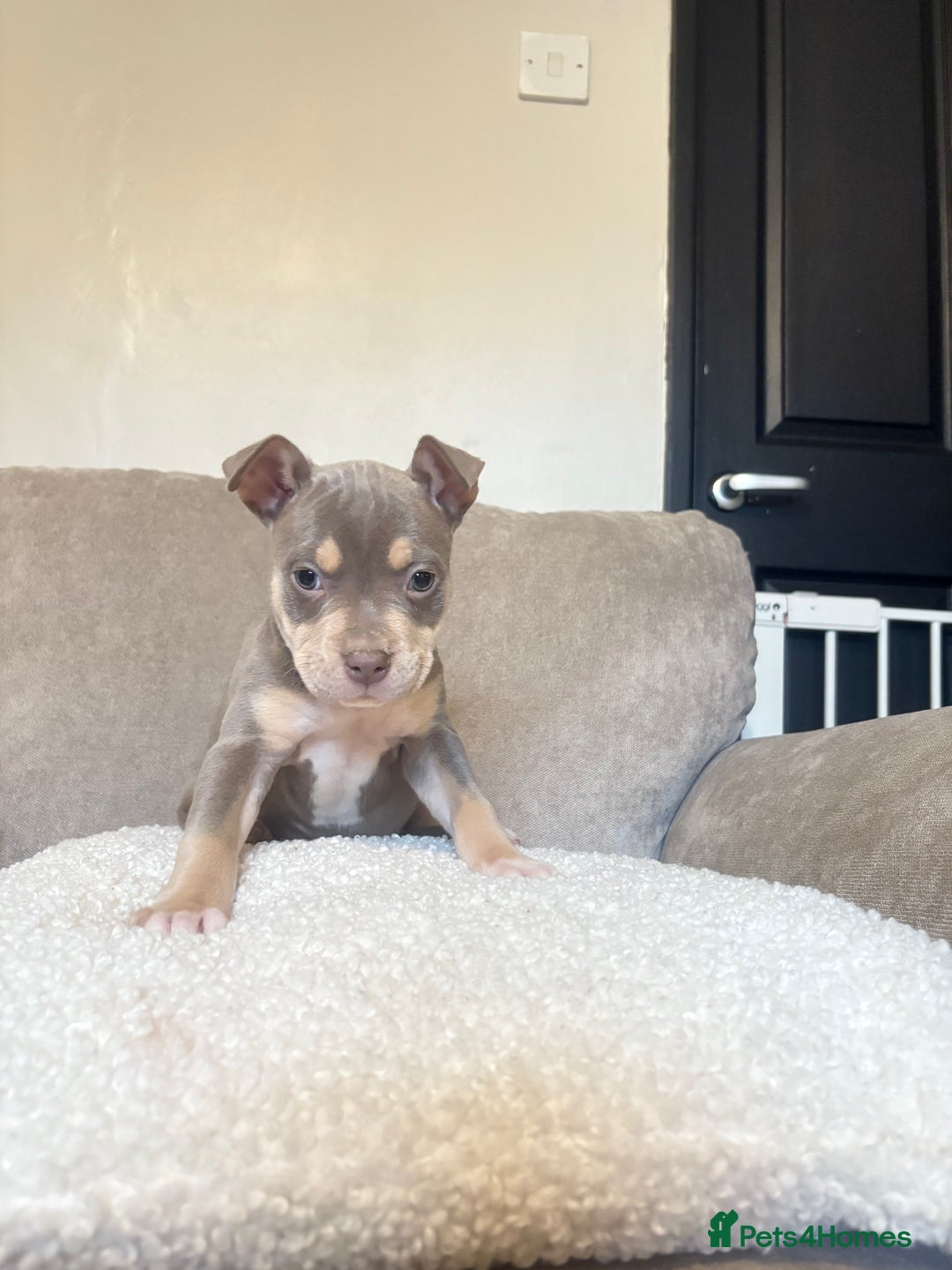 Mixed Breed dogs for sale: CaneCorso X Bully puppy’s  - Advert 10