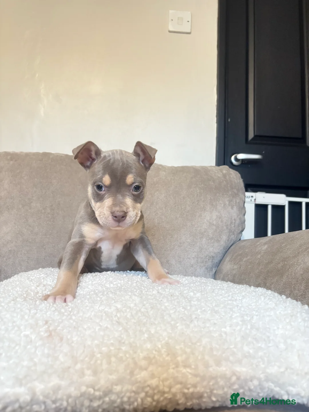 Mixed Breed dogs for sale: CaneCorso X Bully puppy’s  - Advert 8