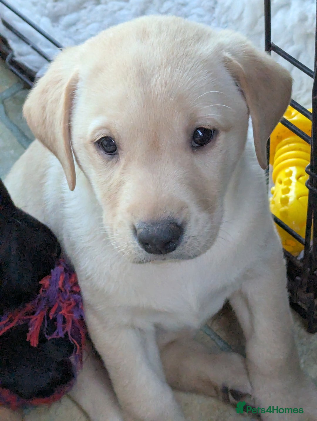 Labrador Retriever dogs for sale: 7 K C registered Chunky Labrador puppies  - Advert 13