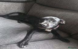 Mixed Breed dogs for sale: Girl puppy for sale - Image 4