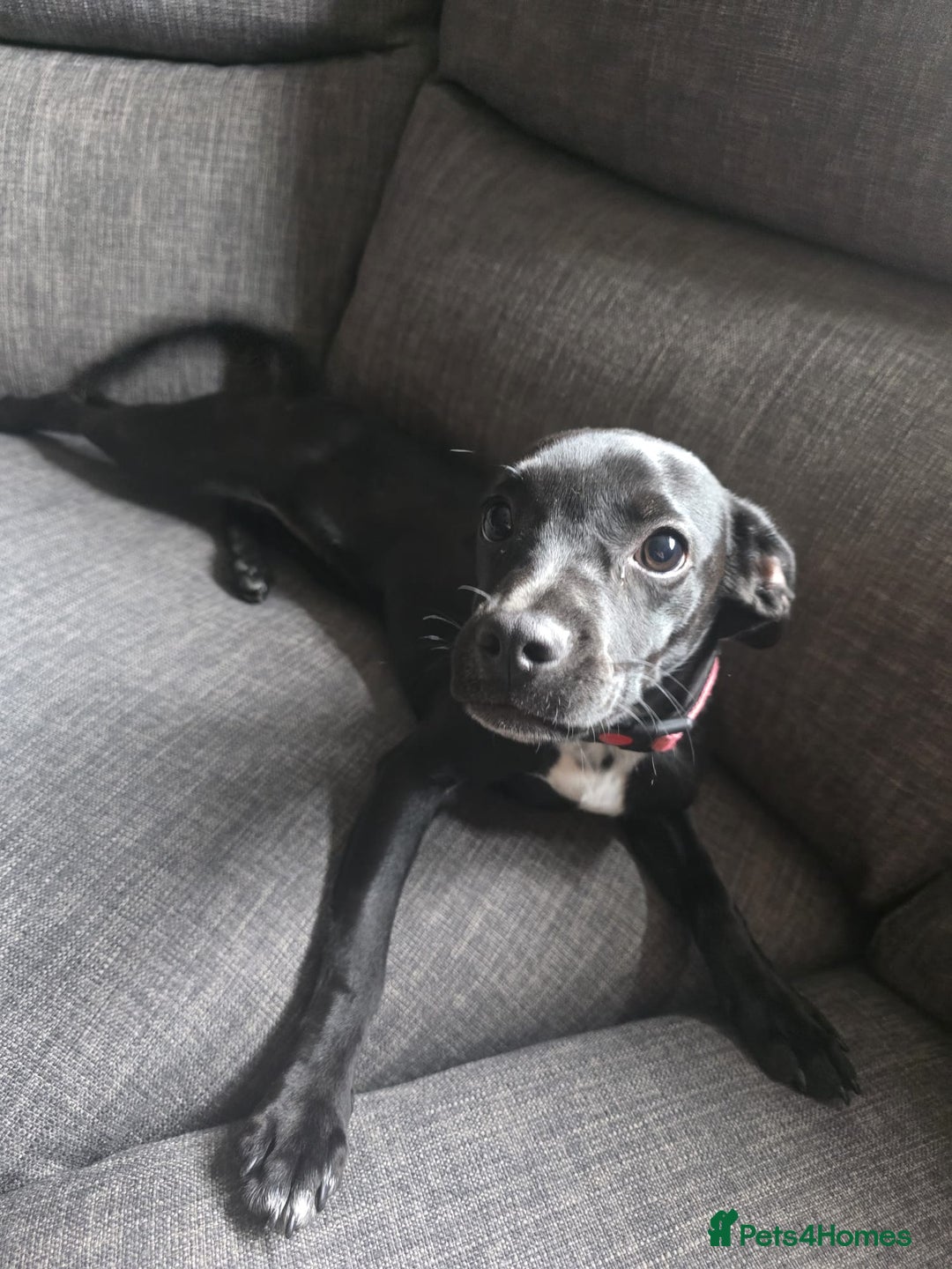 Mixed Breed dogs for sale: Girl puppy for sale - Image 4