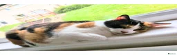 Mixed Breed cats for adoption: Rainbow Sisters - Dog & Child Friendly - Advert 4