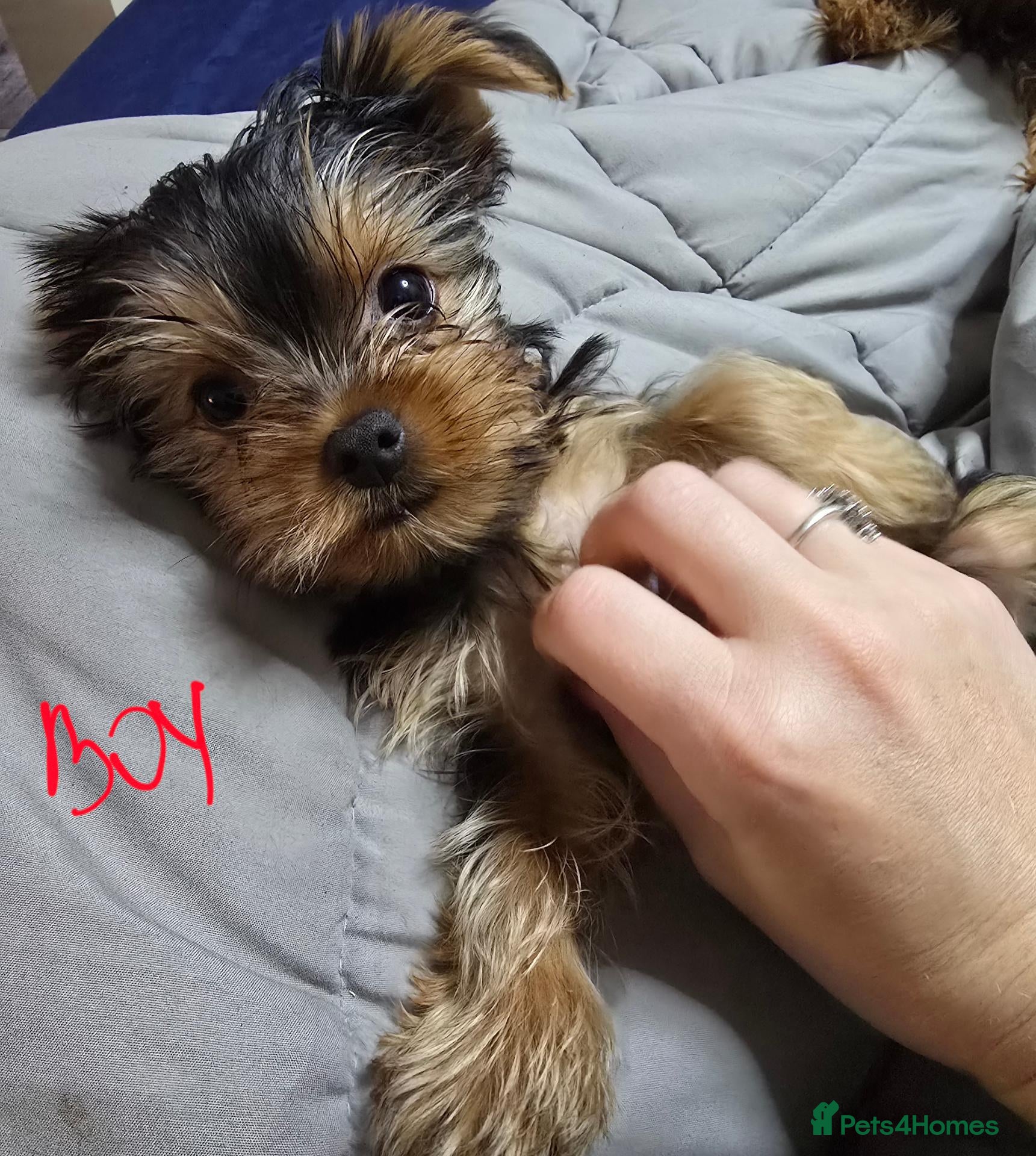 Yorkshire Terrier dogs for sale: Beautiful Miniature  Yorkshire Terrier Puppies  - Advert 1