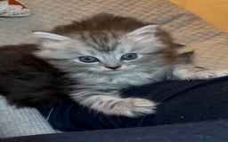 Ragdoll cats for sale: ONE GIRL LEFT! CUDDLY RAGDOLL-PERSIAN KITTENS - Image 9
