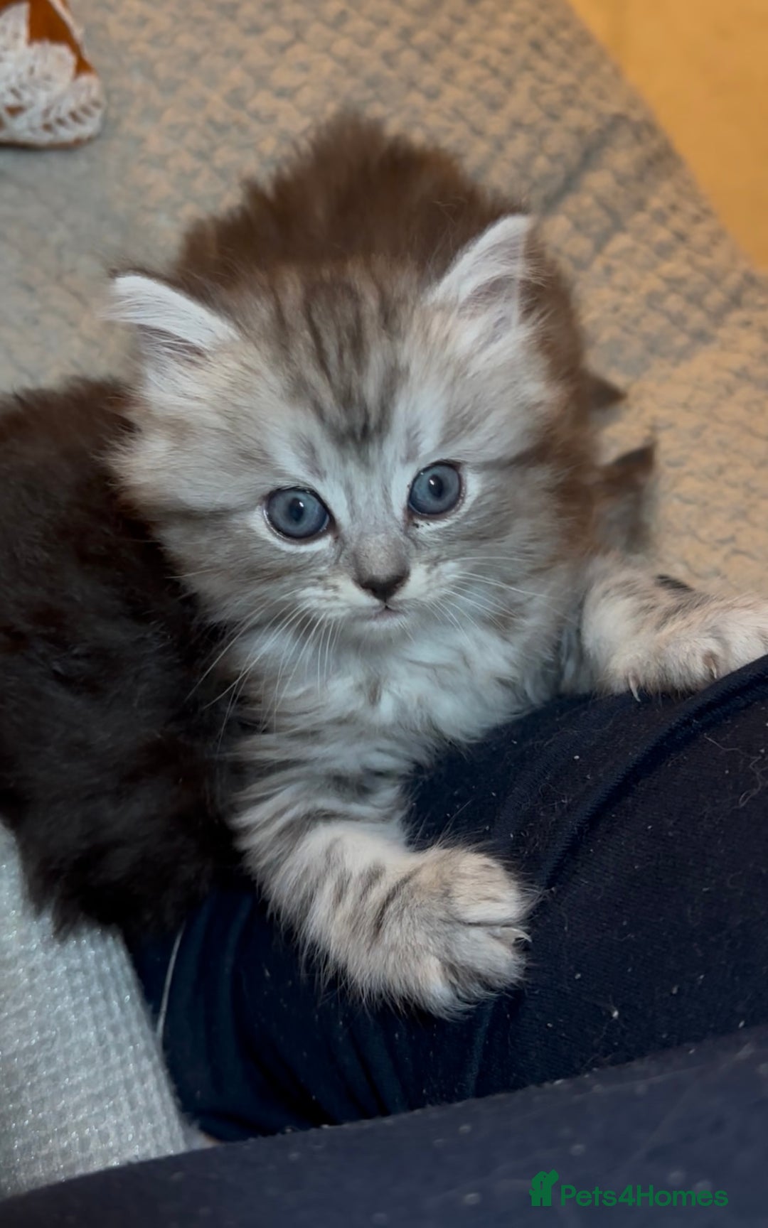 Ragdoll cats for sale: ONE GIRL LEFT! CUDDLY RAGDOLL-PERSIAN KITTENS - Image 9