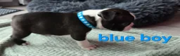 Boston Terrier dogs for sale: ⭐️KC registered beautiful Boston terrier puppies - Advert 19