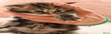 British Shorthair 2