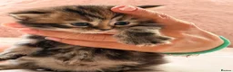 British Shorthair cats for sale: British short hair cross with British longhair  - Advert 11
