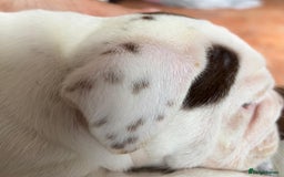English Bulldog dogs for sale: Here come the Girls - Image 14