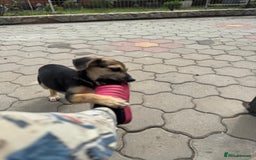 Mixed Breed dogs for adoption: DARIA -  a superb little girl, for a Loving Home - Image 14
